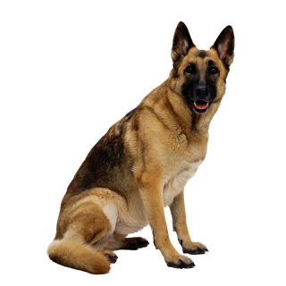 Dog PNG Transparent Image PNG images