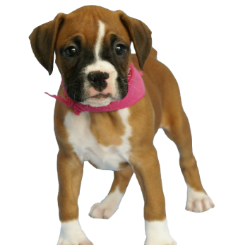Download Free High-quality Dog Png Transparent Images PNG images
