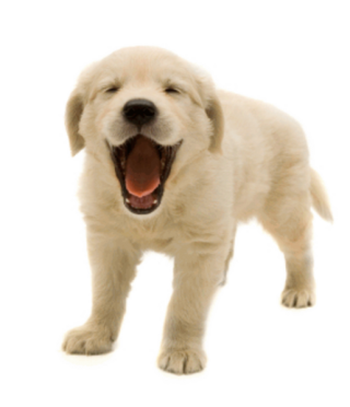 Designs Dog Png PNG images