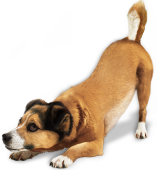 Dog Drawing png download - 700*700 - Free Transparent Tattletail png  Download. - CleanPNG / KissPNG