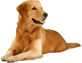 Image Transparent PNG Dog PNG images