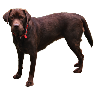 Dog Image Transparent PNG PNG images