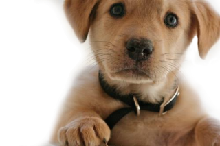 Cute dog image profile dp for profile picture - Photo #2084 - PNG Wala -  Photo And PNG 100% Free Stock Images