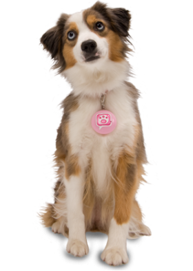 Icon Dog Download PNG images
