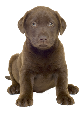 Dog Clipart Best Png PNG images
