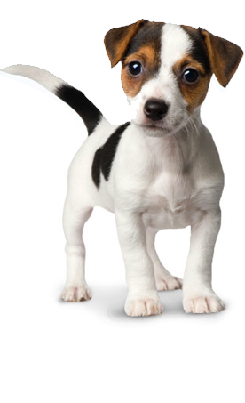 Png Dog Vector PNG images