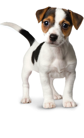 Cute dog image profile dp for profile picture - Photo #2084 - PNG Wala -  Photo And PNG 100% Free Stock Images