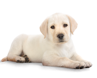 Use These Dog Vector Clipart PNG images