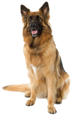 Download For Free Dog Png In High Resolution PNG images