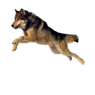 Get Dog Png Pictures PNG images