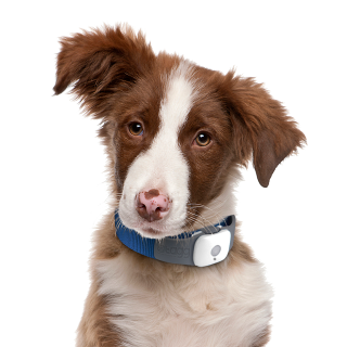 Dog Png High-quality Download PNG images
