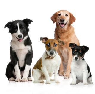 Dog Clip Art PNG images