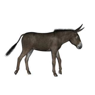Animal, Donkey, Black PNG images