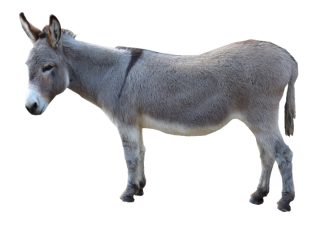 Asinus Photograph Clip Art Grey Donkey Picture PNG images