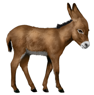 Baby Donkey Download High-quality Png PNG images