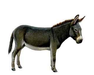 Cute Donkey Picture PNG images