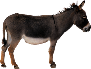 Donkey Animal Transparent PNG PNG images