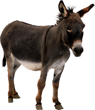 Donkey, Black PNG Pic PNG images