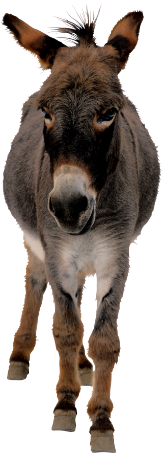 Donkey Designs Png PNG images