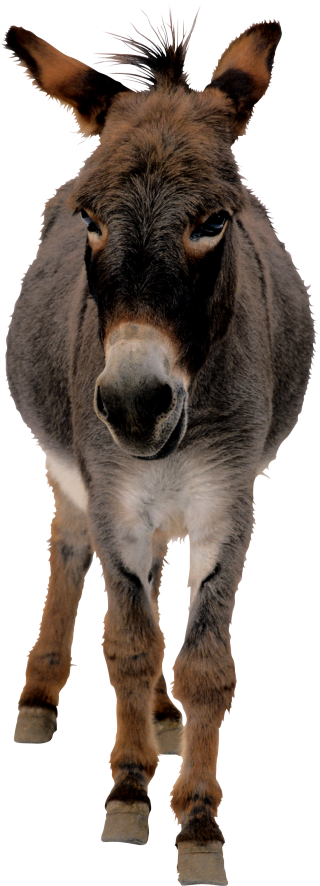 Donkey Png Donkey Transparent Background Freeiconspng