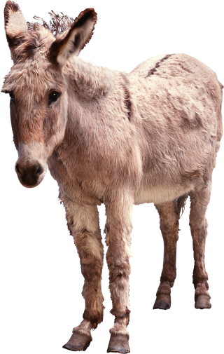 Donkey HD Animals Photo Download PNG images