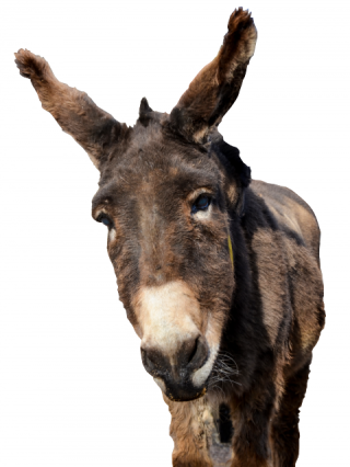 Donkey Head PNG images