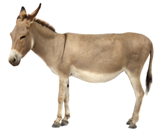 Donkey Horse Like Mammal PNG images