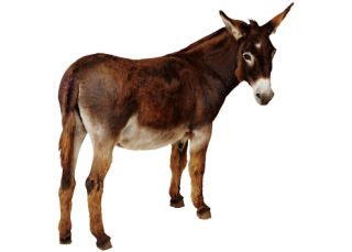Donkey PNG Picture PNG images