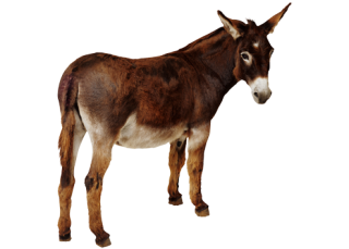 Mule Clipart Shrek Character - Donkey From Shrek Png - Free Transparent PNG  Clipart Images Download