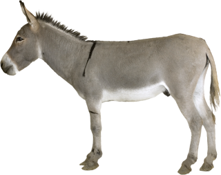 Gray Donkey PNG images