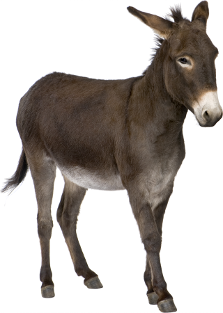 Burro transparent background PNG cliparts free download