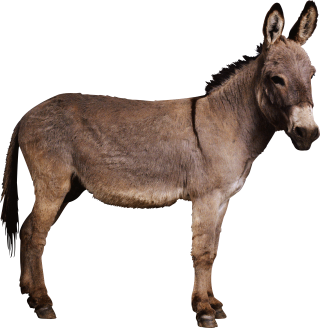 Little Donkey Pictures PNG images