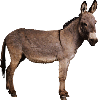 Donkey PNG Images, Donkey Clipart, Little Donkey PNG Transparent Background  - Pngtree