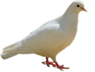 Dove PNG, Dove Transparent Background - FreeIconsPNG