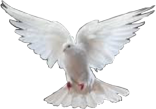 Dove PNG, Dove Transparent Background - FreeIconsPNG