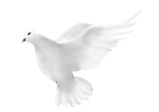 Dove PNG, Dove Transparent Background - FreeIconsPNG