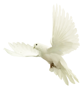 Dove PNG, Dove Transparent Background - FreeIconsPNG