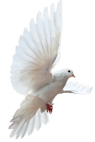 Dove PNG, Dove Transparent Background - FreeIconsPNG