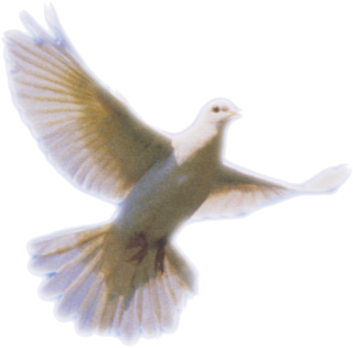 Dove Png Clip Art PNG images