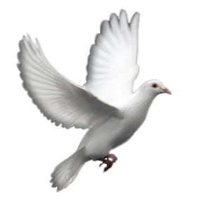 Dove PNG, Dove Transparent Background - FreeIconsPNG