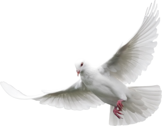 Dove Png Transparent Background PNG images