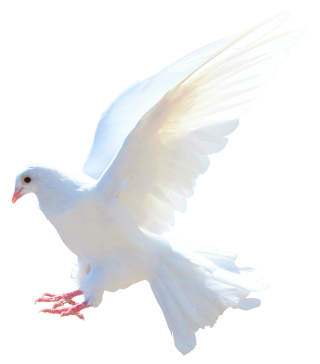 Dove PNG Transparent Image PNG images