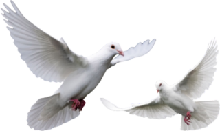 Dove PNG, Dove Transparent Background - FreeIconsPNG