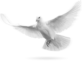 Dove PNG, Dove Transparent Background - FreeIconsPNG