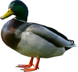 PNG Download Free Duck PNG images