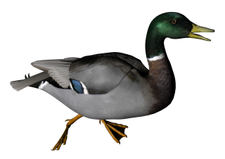 Hd Duck Image In Our System PNG images
