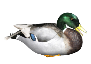 Hd Duck Image In Our System PNG images