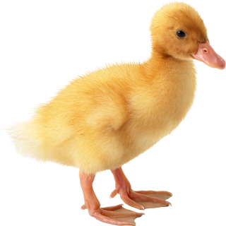 Get Duck Png Pictures PNG images