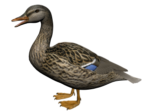 Hd Duck Image In Our System PNG images