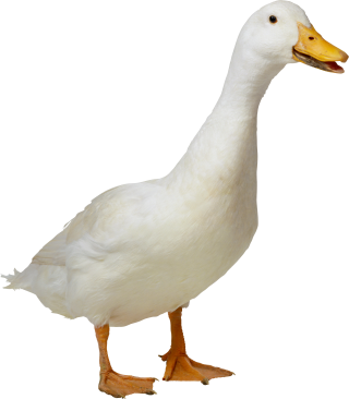 Duck Clipart Png Download PNG images